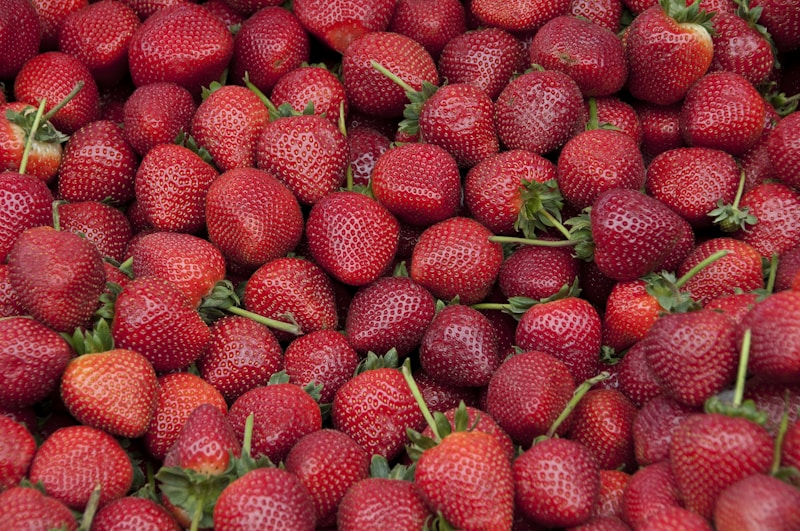 Fresas Orgánicas Premium