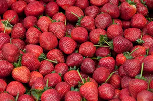 Fresas Orgánicas Premium