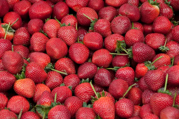 Fresas Orgánicas Premium